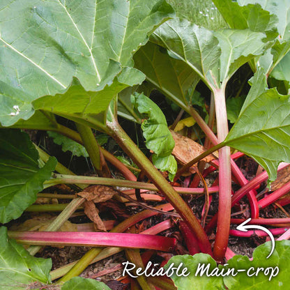 Close-up of a rhubarb plant with green leaves and red stems, labeled 'Reliable Main-crop'.
