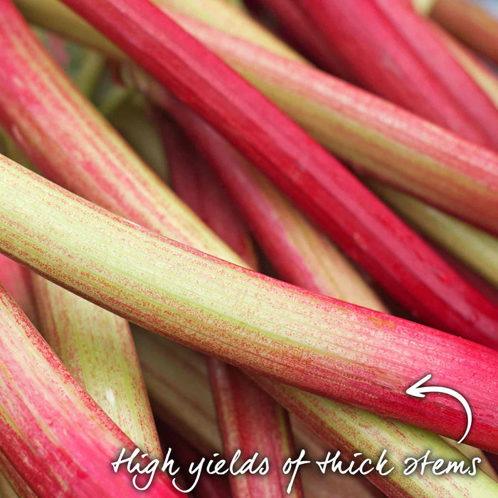 Close-up of red and green rhubarb stalks with text indicating high yields of thick stems.