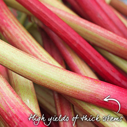 Close-up of red and green rhubarb stalks with text indicating high yields of thick stems.