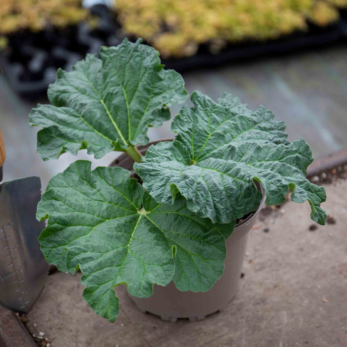 Healthy Rhubarb plant showing large green leaves planted in a 2 Litre pot sat on a brown table with trowel.