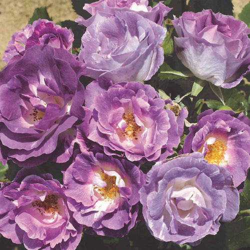 Rose ‘Blue for You’ (Floribunda Rose)