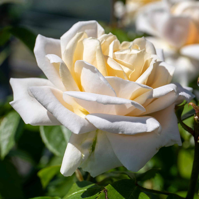 Rose ‘Champagne Moment’ (Floribunda Rose)