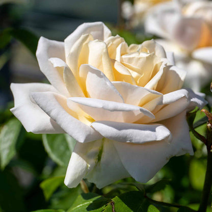 Rose ‘Champagne Moment’ (Floribunda Rose)