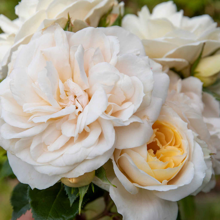 Rose ‘Champagne Moment’ (Floribunda Rose)
