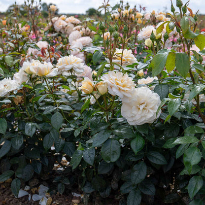 Rose ‘Champagne Moment’ (Floribunda Rose)