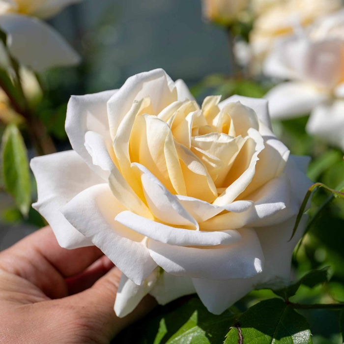 Rose ‘Champagne Moment’ (Floribunda Rose)