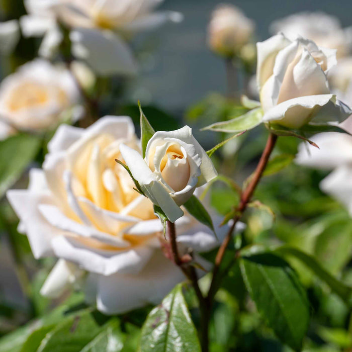 Rose ‘Champagne Moment’ (Floribunda Rose)