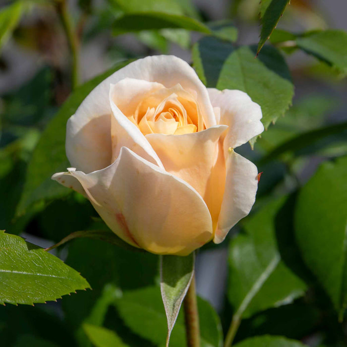 Rose ‘Champagne Moment’ (Floribunda Rose)