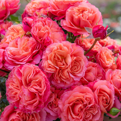 Close-up of bunch of award-winning coral-toned pink roses.