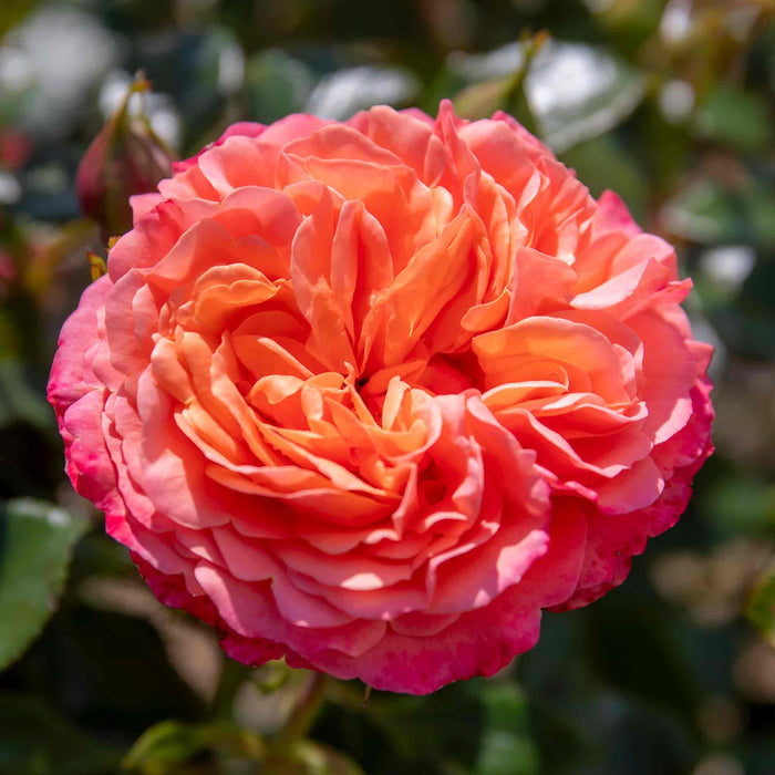 Close-up of a pink and orange rose with green leaves in the background.