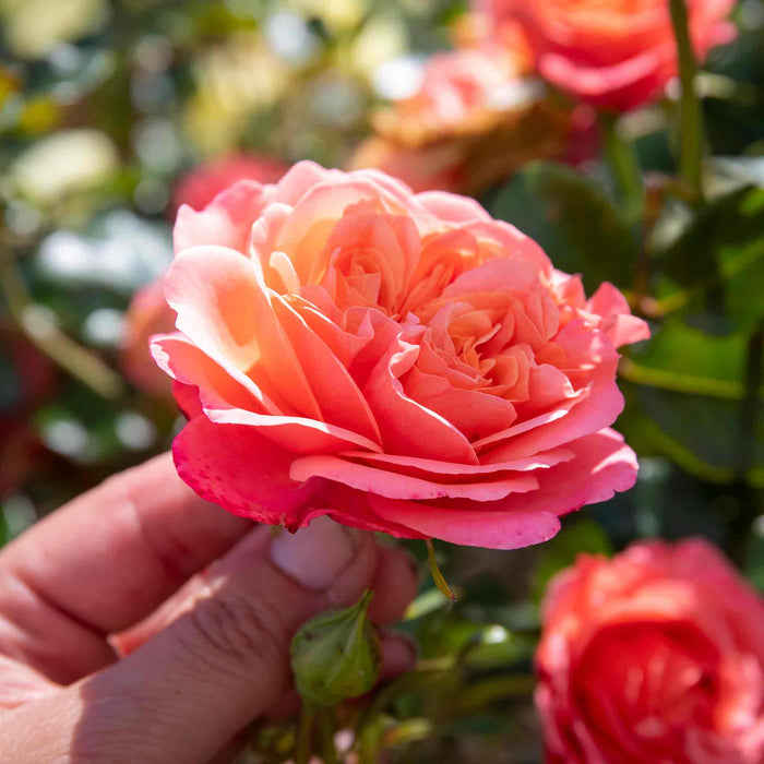 Hand holding a pink rose with more roses in the background.