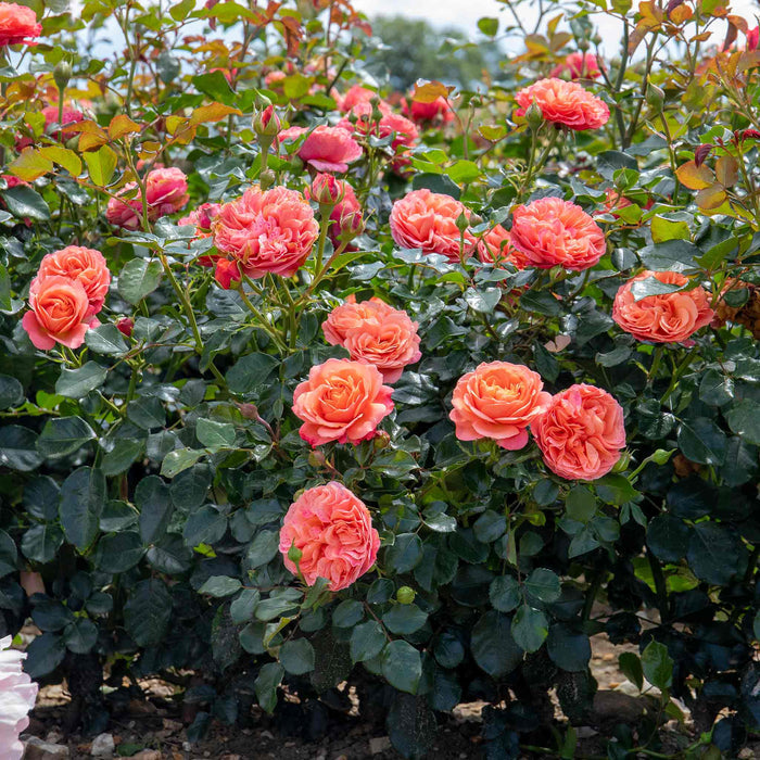 Rose plant 'Coral Garden' planted in ground showing multiple pink-orange blooms and lush green foliage.