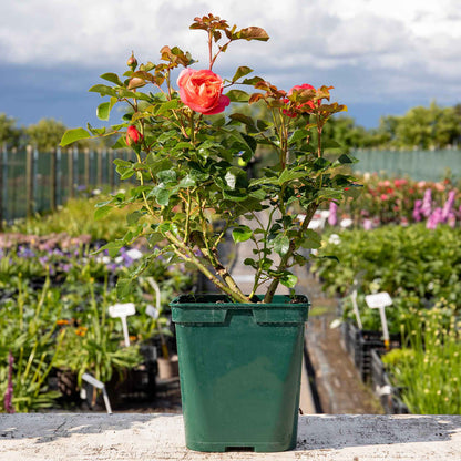 Rose ‘Coral Gardens’ ROTY 2026 (Floribunda Rose)
