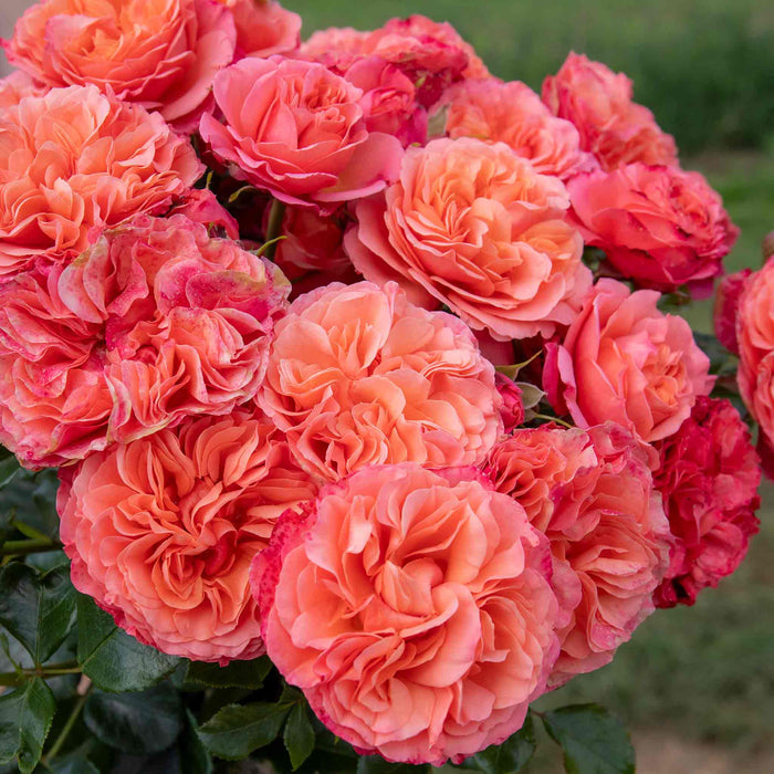 Bouquet of pink coral garden roses with green leaves.