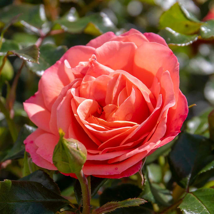 Close-up of a pink rose in full sun with green leaves in the background and unopened bud in foreground.