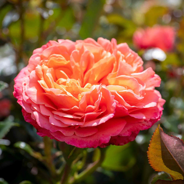 Close-up of a pink and orange rose 'Coral Garden' with a blurred green background.