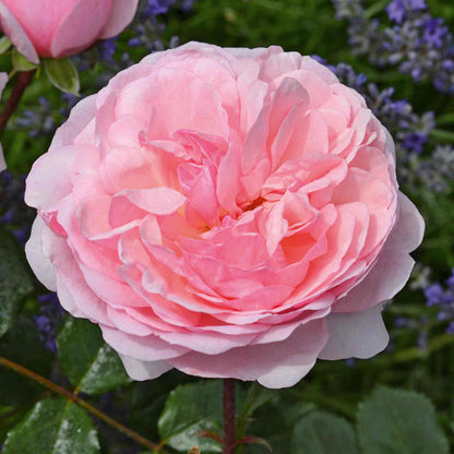 Rose ‘Darling’ (Floribunda Rose)