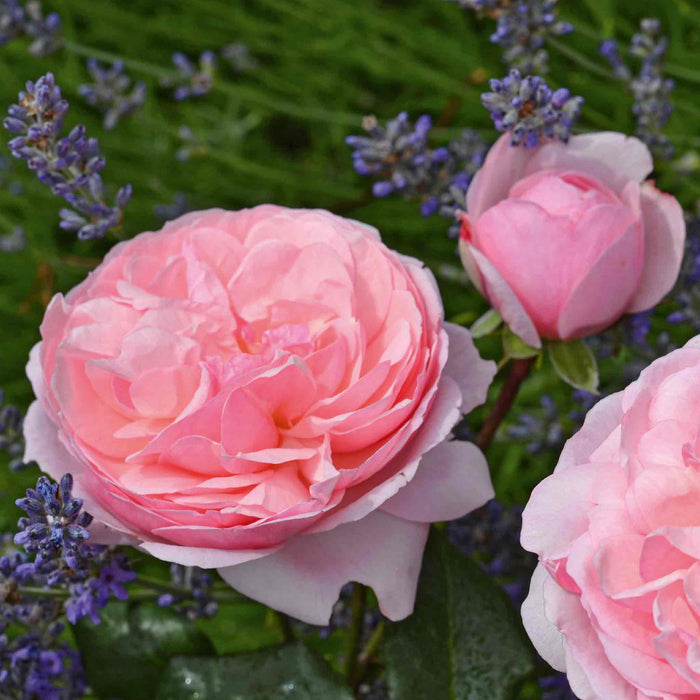 Rose ‘Darling’ (Floribunda Rose)