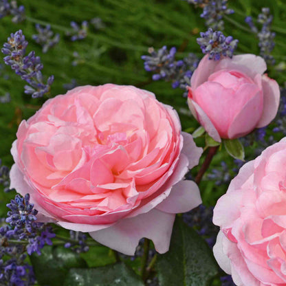 Rose ‘Darling’ (Floribunda Rose)
