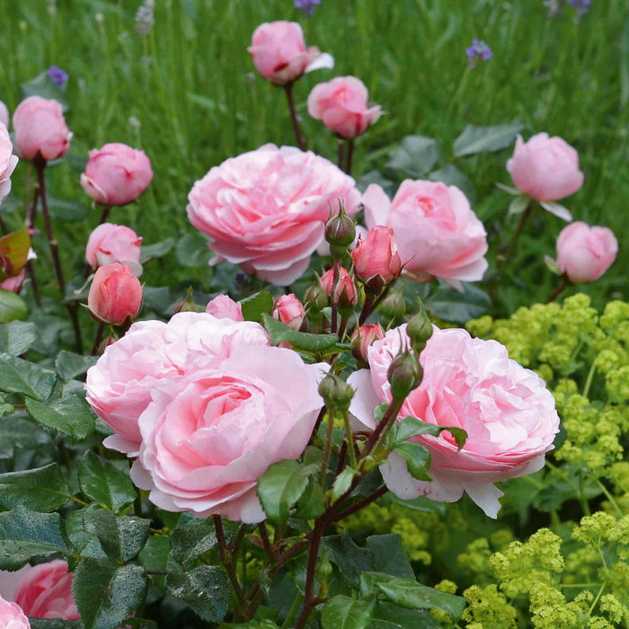 Rose ‘Darling’ (Floribunda Rose)