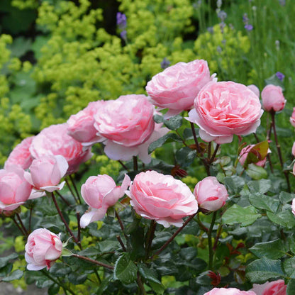 Rose ‘Darling’ (Floribunda Rose)