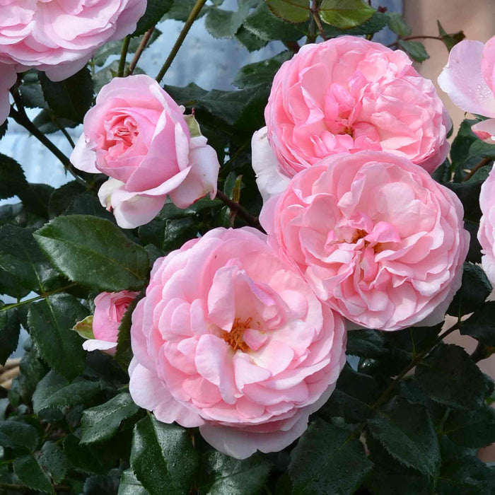 Rose ‘Darling’ (Floribunda Rose)