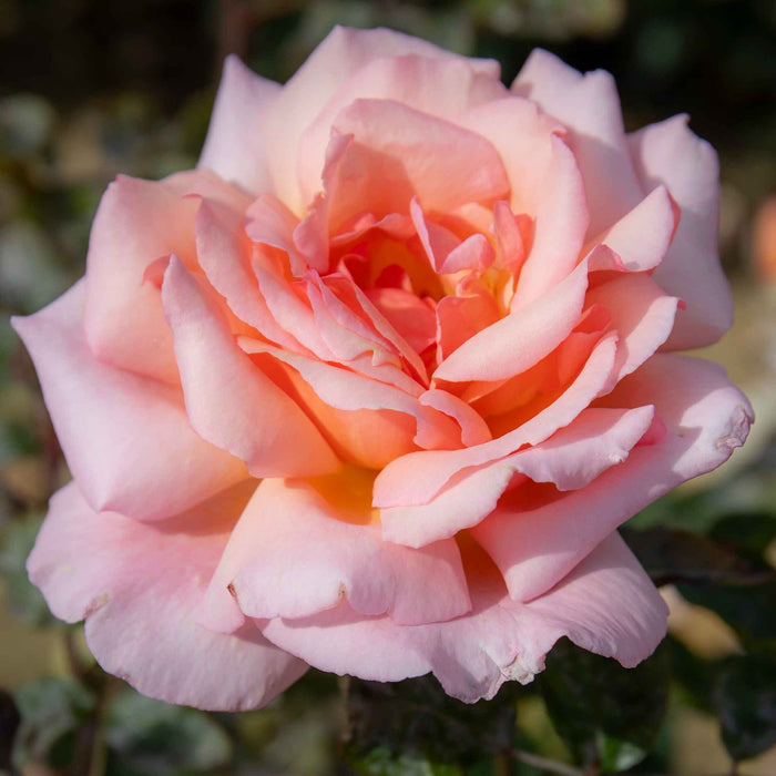 Rose 'Fascination'