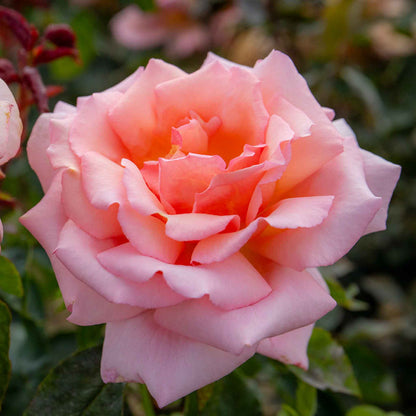 Rose 'Fascination'