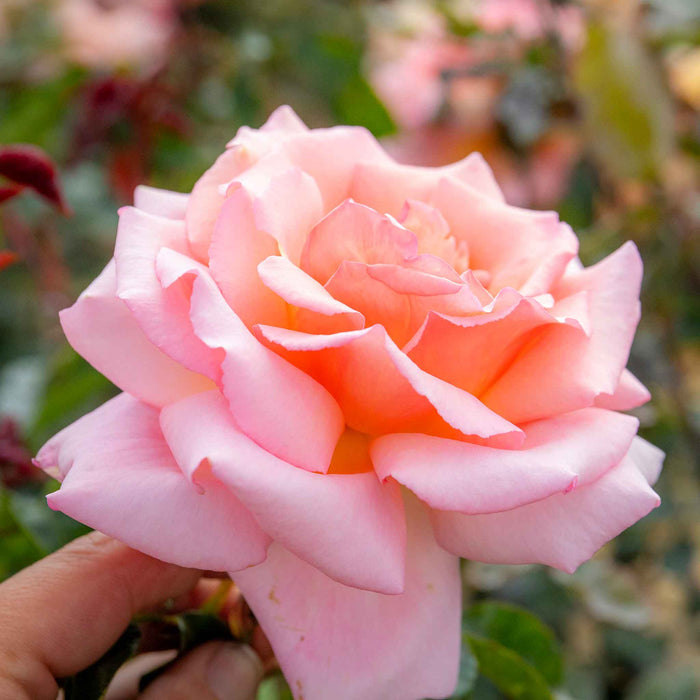 Close-up of a pink rose held by a hand with a blurred green background