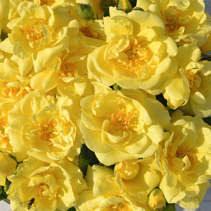 Rose 'Flower Carpet Gold'