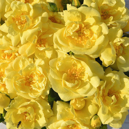 Rose 'Flower Carpet Gold'