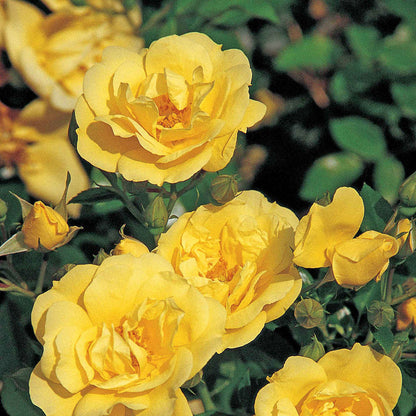 Rose 'Flower Carpet Gold'