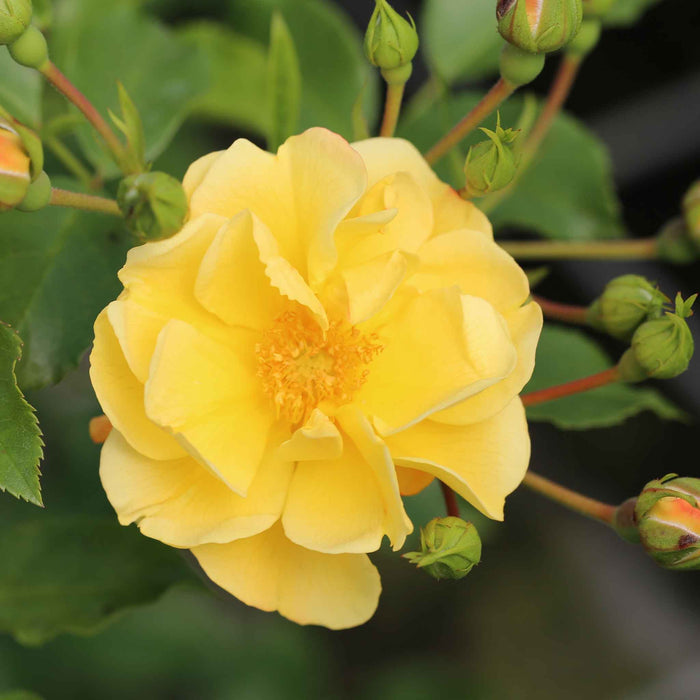 Rose 'Flower Carpet Gold'