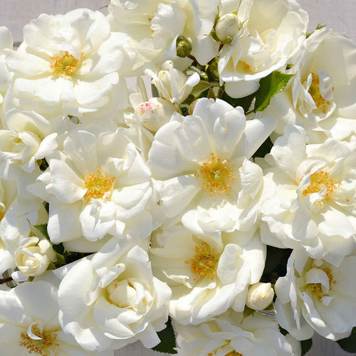 Rose 'Flower Carpet White'