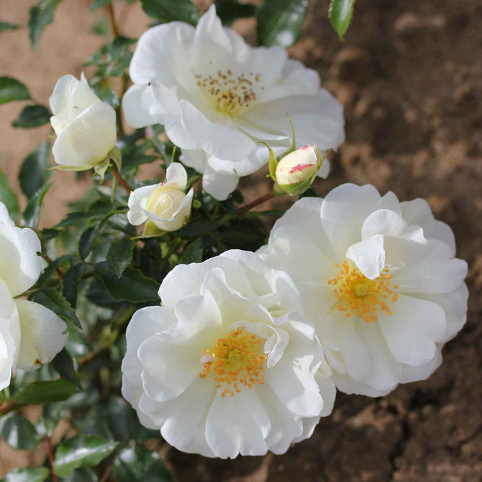Rose 'Flower Carpet White'