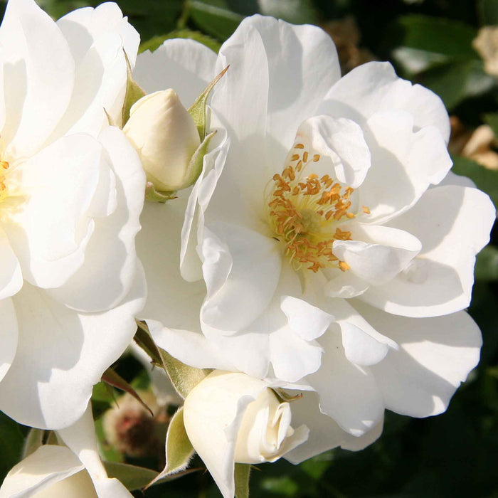 Rose 'Flower Carpet White'