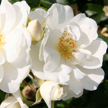 Rose 'Flower Carpet White'