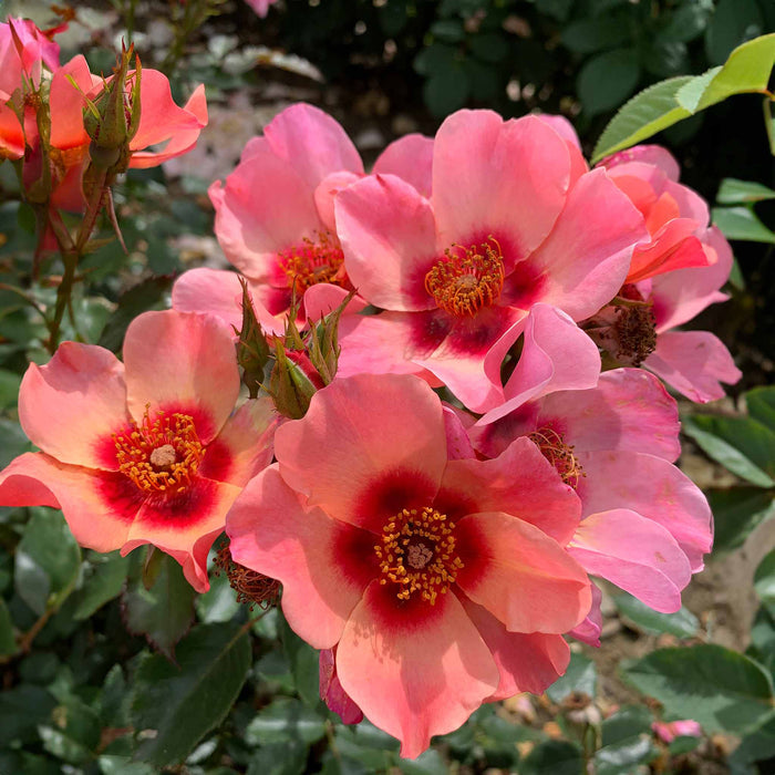 Rose ‘For Your Eyes Only’ ROTY 2015 (Floribunda Rose)