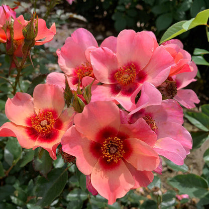 Rose ‘For Your Eyes Only’ ROTY 2015 (Floribunda Rose)