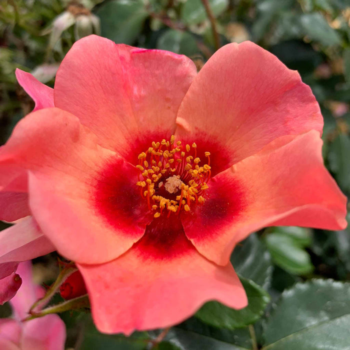 Rose ‘For Your Eyes Only’ ROTY 2015 (Floribunda Rose)