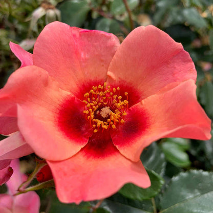 Rose ‘For Your Eyes Only’ ROTY 2015 (Floribunda Rose)
