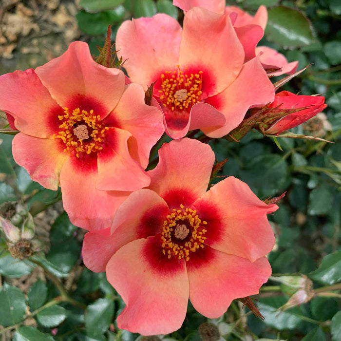 Rose ‘For Your Eyes Only’ ROTY 2015 (Floribunda Rose)