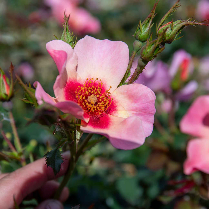 Rose ‘For Your Eyes Only’ ROTY 2015 (Floribunda Rose)