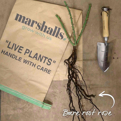 Bare root rose with trowel and paper bag on a brown table with text 'Bare root rose' to help explain the product as sold.