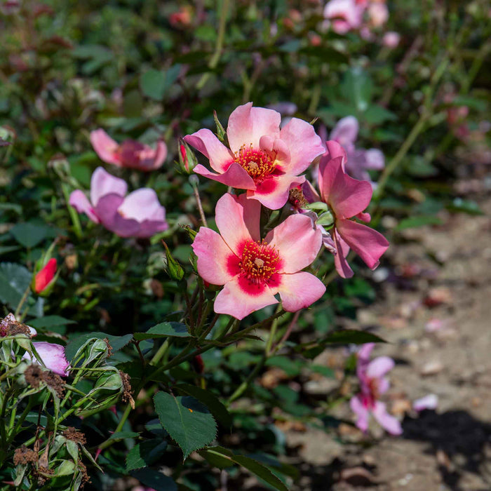 Rose ‘For Your Eyes Only’ ROTY 2015 (Floribunda Rose)
