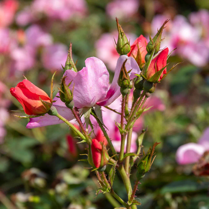 Rose ‘For Your Eyes Only’ ROTY 2015 (Floribunda Rose)