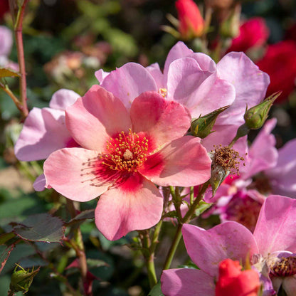 Rose ‘For Your Eyes Only’ ROTY 2015 (Floribunda Rose)