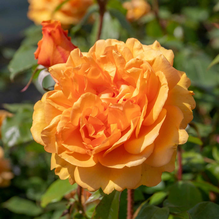 Rose ‘Golden Beauty’ (Floribunda Rose)