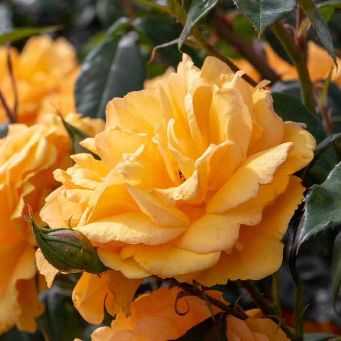 Rose ‘Golden Beauty’ (Floribunda Rose)