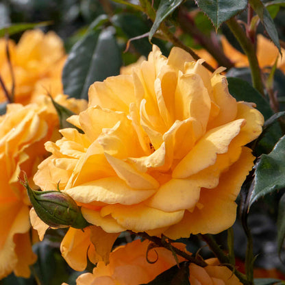 Rose ‘Golden Beauty’ (Floribunda Rose)